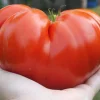 500 Beefsteak Tomato Seeds – Lycopersicon Lycopersicum Fruit Vegetable Seeds - Image 1