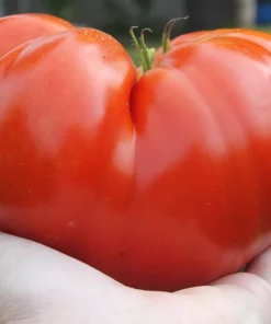 500 Beefsteak Tomato Seeds – Lycopersicon Lycopersicum Fruit Vegetable Seeds - Image 1