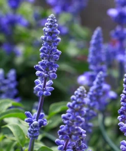 500 Blue Bedder Sage Salvia Farinacea Flower Seeds for Gardens - Image 2
