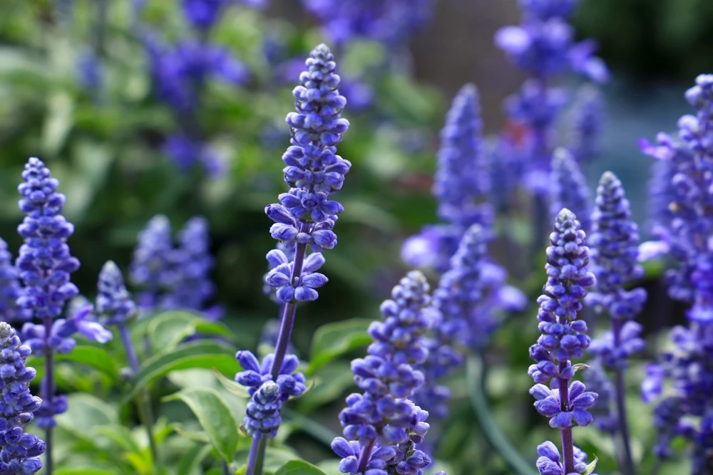 500 Blue Bedder Sage Salvia Farinacea Flower Seeds for Gardens - Image 2