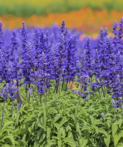 500 Blue Bedder Sage Salvia Farinacea Flower Seeds for Gardens - Image 3
