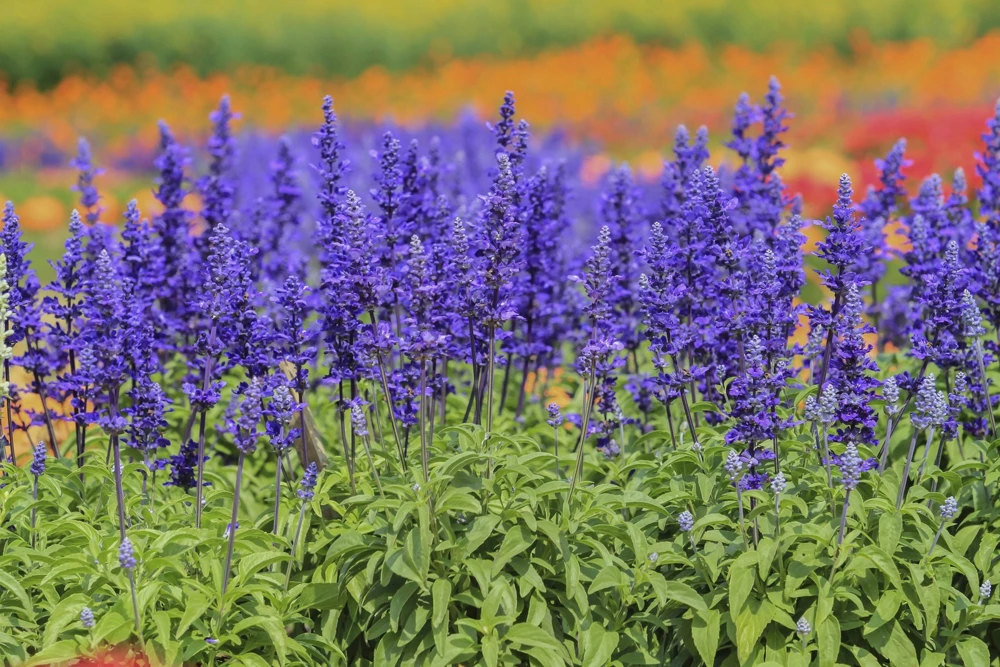 500 Blue Bedder Sage Salvia Farinacea Flower Seeds for Gardens - Image 3