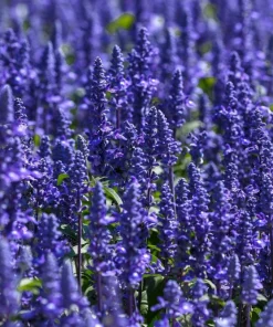 500 Blue Bedder Sage Salvia Farinacea Flower Seeds for Gardens - Image 4