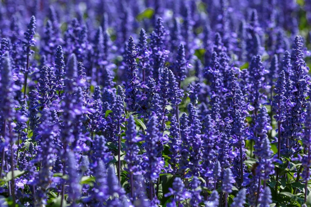 500 Blue Bedder Sage Salvia Farinacea Flower Seeds for Gardens - Image 4