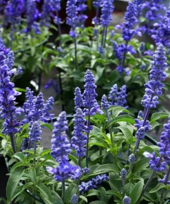 500 Blue Bedder Sage Salvia Farinacea Flower Seeds for Gardens - Image 5