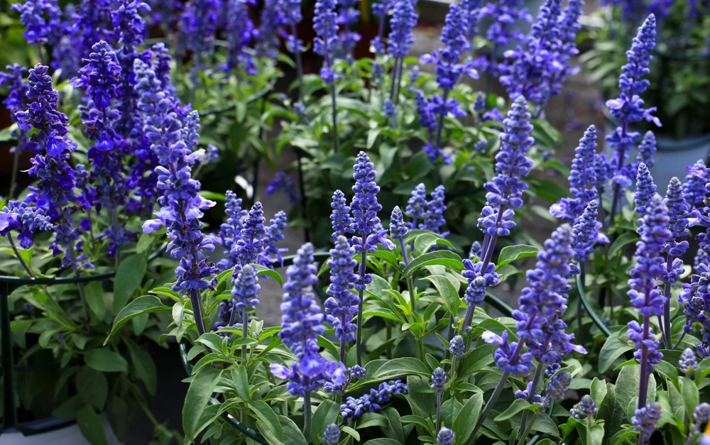 500 Blue Bedder Sage Salvia Farinacea Flower Seeds for Gardens - Image 5
