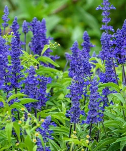 500 Blue Bedder Sage Salvia Farinacea Flower Seeds for Gardens - Image 6