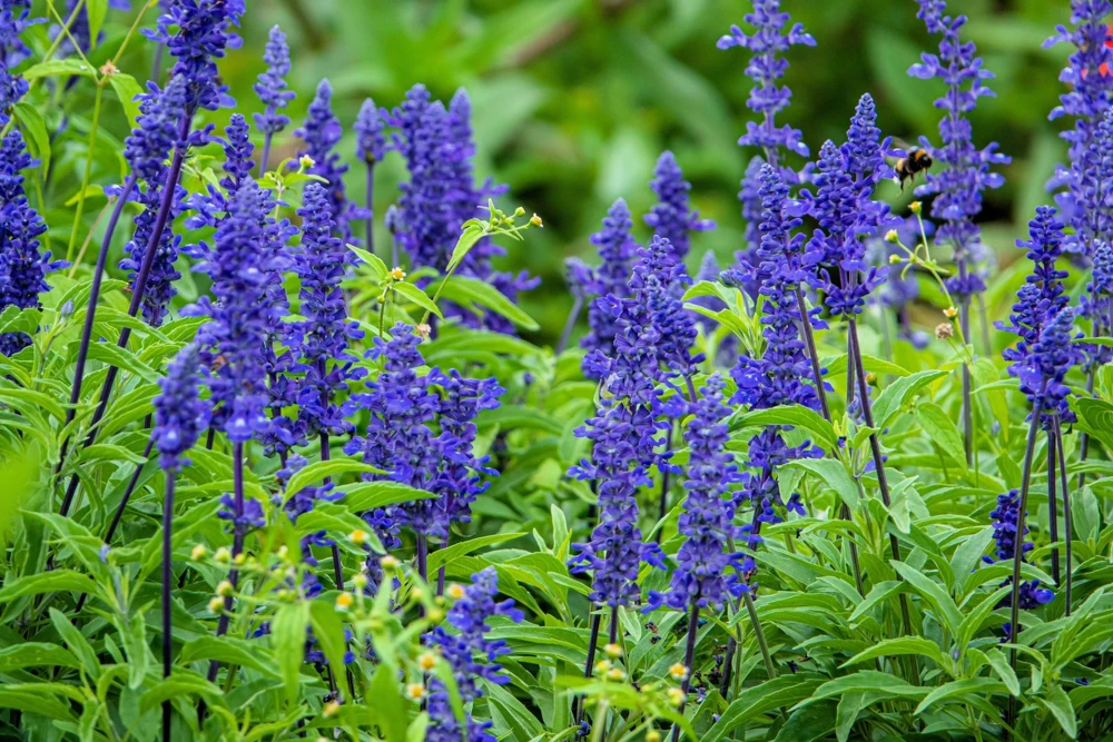 500 Blue Bedder Sage Salvia Farinacea Flower Seeds for Gardens - Image 6