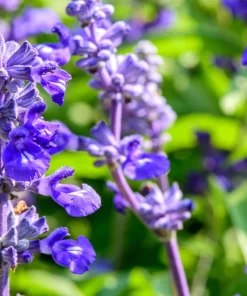 500 Blue Bedder Sage Salvia Farinacea Flower Seeds for Gardens - Image 7