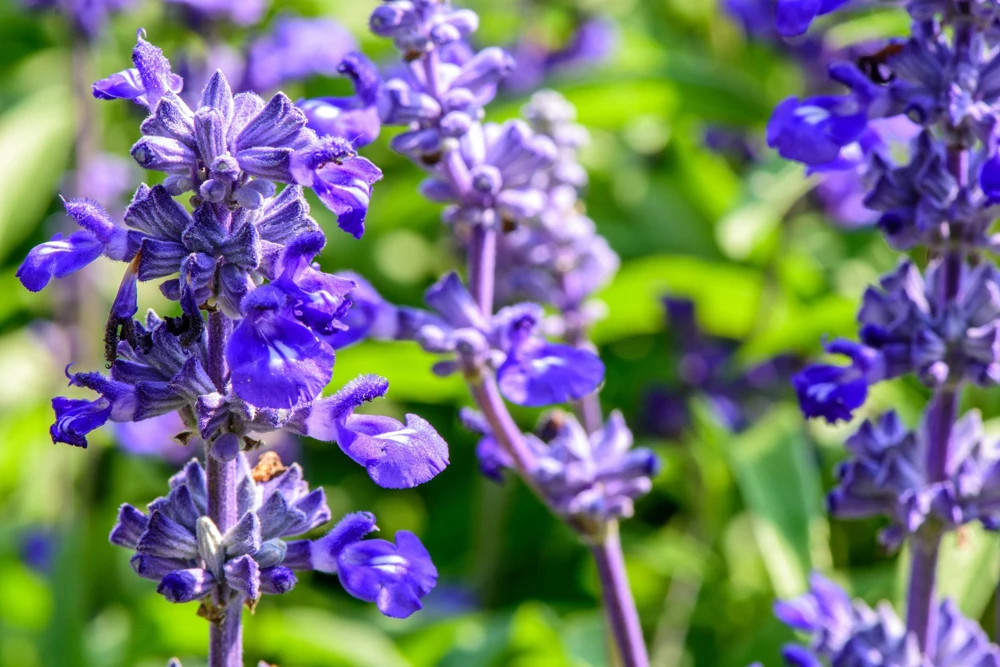 500 Blue Bedder Sage Salvia Farinacea Flower Seeds for Gardens - Image 7