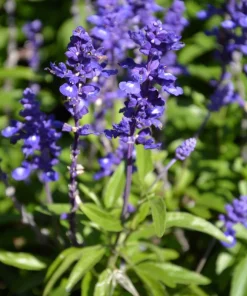 500 Blue Bedder Sage Salvia Farinacea Flower Seeds for Gardens - Image 8