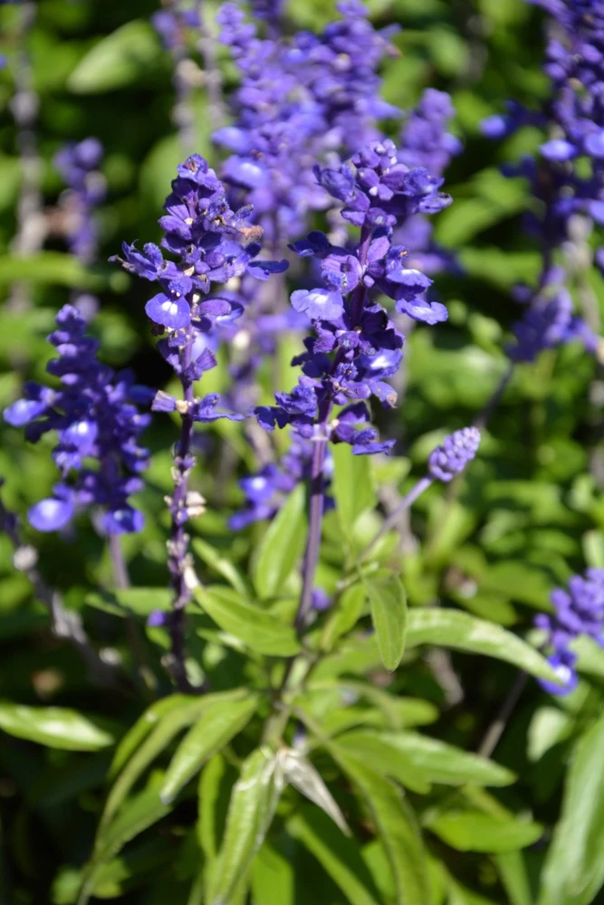 500 Blue Bedder Sage Salvia Farinacea Flower Seeds for Gardens - Image 8