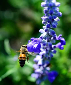 500 Blue Bedder Sage Salvia Farinacea Flower Seeds for Gardens - Image 9