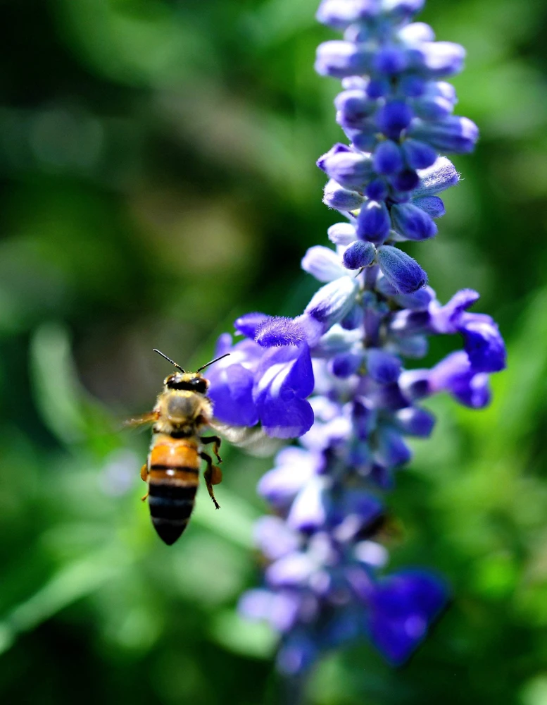 500 Blue Bedder Sage Salvia Farinacea Flower Seeds for Gardens - Image 9