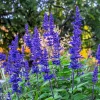 500 Blue Bedder Sage Salvia Farinacea Flower Seeds for Gardens - Image 1