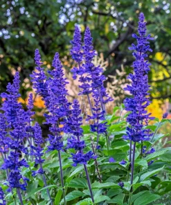 500 Blue Bedder Sage Salvia Farinacea Flower Seeds for Gardens - Image 1
