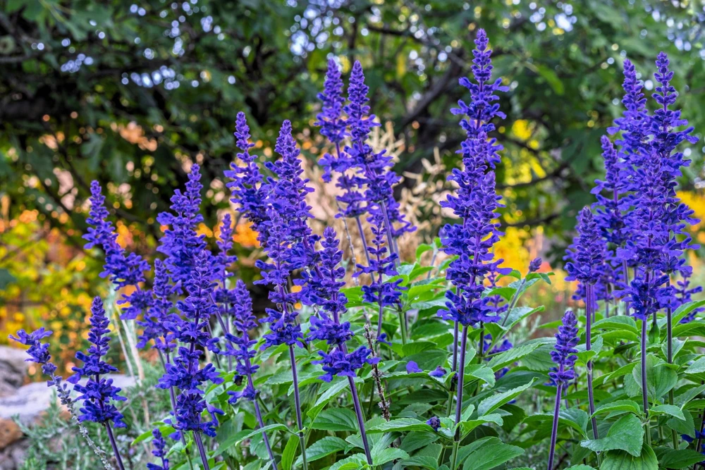 500 Blue Bedder Sage Salvia Farinacea Flower Seeds for Gardens - Image 1