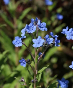 500 Blue Chinese Forget Me Not Seeds - Cynoglossum Amabile - Shade/Sun - Image 10