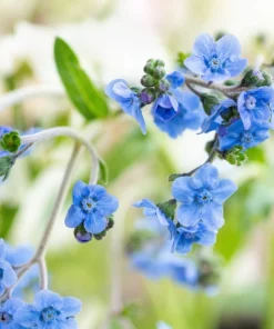 500 Blue Chinese Forget Me Not Seeds - Cynoglossum Amabile - Shade/Sun - Image 11