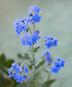 500 Blue Chinese Forget Me Not Seeds - Cynoglossum Amabile - Shade/Sun - Image 4