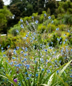 500 Blue Chinese Forget Me Not Seeds - Cynoglossum Amabile - Shade/Sun - Image 5