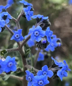 500 Blue Chinese Forget Me Not Seeds - Cynoglossum Amabile - Shade/Sun - Image 6