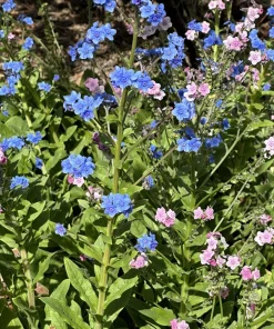500 Blue Chinese Forget Me Not Seeds - Cynoglossum Amabile - Shade/Sun - Image 8