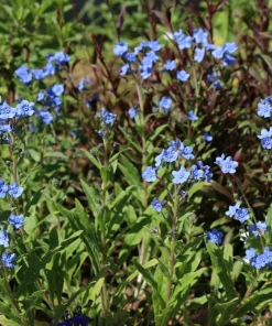 500 Blue Chinese Forget Me Not Seeds - Cynoglossum Amabile - Shade/Sun - Image 9