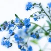 500 Blue Chinese Forget Me Not Seeds - Cynoglossum Amabile - Shade/Sun - Image 1