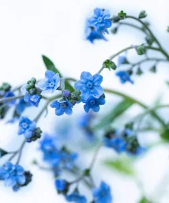 500 Blue Chinese Forget Me Not Seeds - Cynoglossum Amabile - Shade/Sun - Image 1