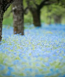 500 Blue Forget Me Not Seeds - Myosotis Sylvatica Perennial Flower Seeds for Shade or Sun - Image 10