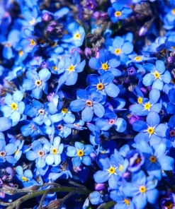 500 Blue Forget Me Not Seeds - Myosotis Sylvatica Perennial Flower Seeds for Shade or Sun - Image 2