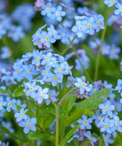 500 Blue Forget Me Not Seeds - Myosotis Sylvatica Perennial Flower Seeds for Shade or Sun - Image 3