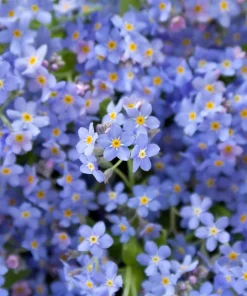 500 Blue Forget Me Not Seeds - Myosotis Sylvatica Perennial Flower Seeds for Shade or Sun - Image 4