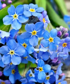 500 Blue Forget Me Not Seeds - Myosotis Sylvatica Perennial Flower Seeds for Shade or Sun - Image 6