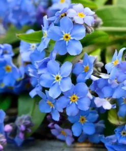 500 Blue Forget Me Not Seeds - Myosotis Sylvatica Perennial Flower Seeds for Shade or Sun - Image 7