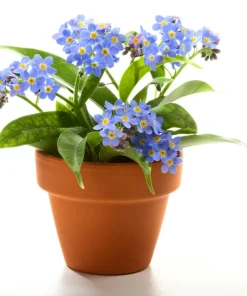 500 Blue Forget Me Not Seeds - Myosotis Sylvatica Perennial Flower Seeds for Shade or Sun - Image 8