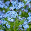 500 Blue Forget Me Not Seeds - Myosotis Sylvatica Perennial Flower Seeds for Shade or Sun - Image 1