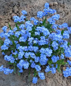 500 Blue Forget Me Not Seeds - Myosotis Sylvatica Perennial Flower Seeds for Shade or Sun - Image 9
