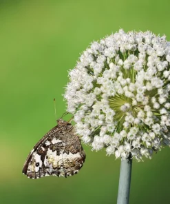 500 Broad London Leek Seeds - Allium Porrum Heirloom Vegetable - Image 3