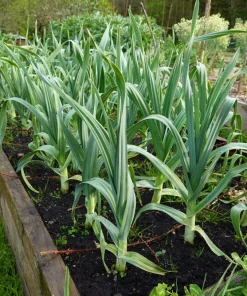500 Broad London Leek Seeds - Allium Porrum Heirloom Vegetable - Image 4