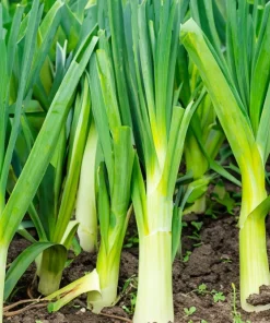 500 Broad London Leek Seeds - Allium Porrum Heirloom Vegetable - Image 5