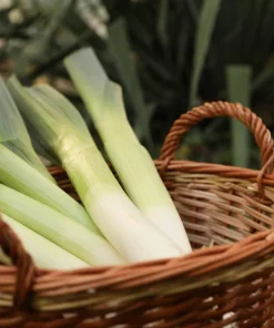 500 Broad London Leek Seeds - Allium Porrum Heirloom Vegetable - Image 6