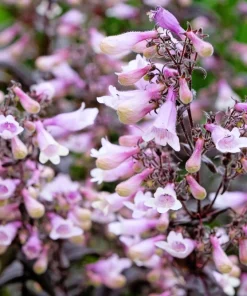 500 Calico Beardtongue Flower Seeds - Penstemon Calycosus - Attracts Pollinators - Image 2