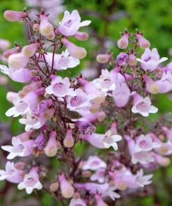500 Calico Beardtongue Flower Seeds - Penstemon Calycosus - Attracts Pollinators - Image 3