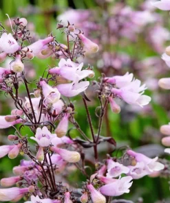 500 Calico Beardtongue Flower Seeds - Penstemon Calycosus - Attracts Pollinators - Image 4