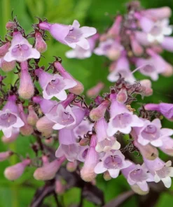 500 Calico Beardtongue Flower Seeds - Penstemon Calycosus - Attracts Pollinators - Image 5