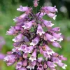 500 Calico Beardtongue Flower Seeds - Penstemon Calycosus - Attracts Pollinators - Image 1
