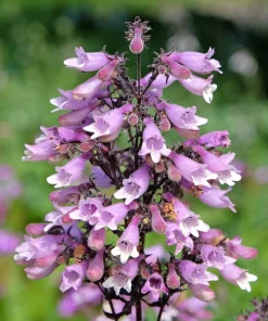 500 Calico Beardtongue Flower Seeds - Penstemon Calycosus - Attracts Pollinators - Image 1