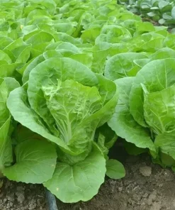500+ Chinese Cabbage Seeds - Pak Choi Kuai Cai - Fast Growing Non-GMO Vegetable Seeds - Image 2